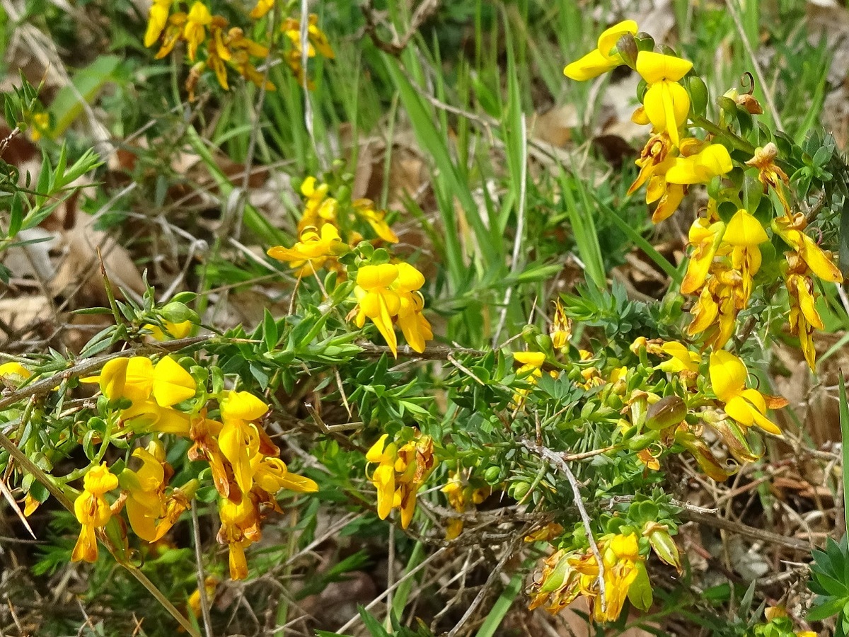 Genista anglica (Fabaceae)
